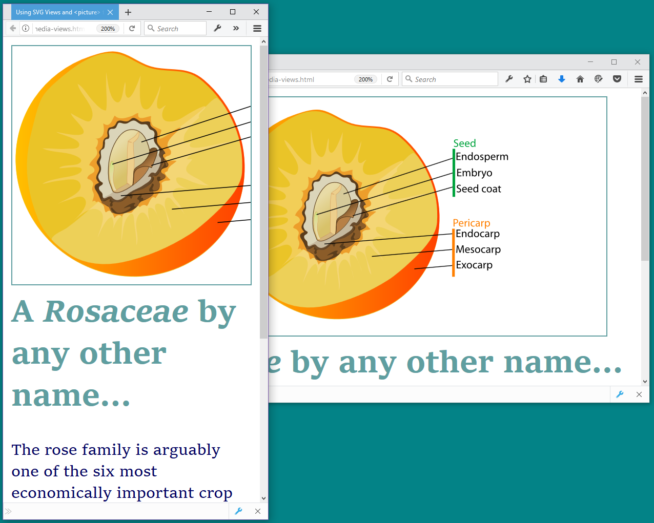 Two web browser windows, overlapping on a computer desktop.  One is very tall and narrow, the other short and wide.  Both have a botanical diagram of a peach at the top, then the heading 'A Rosaceae by any other name…'.  In the narrow window, the image is a square tightly cropped around the peach.  In the wide window, the image is wider, showinglabels describing the different parts of the fruit's anatomy.